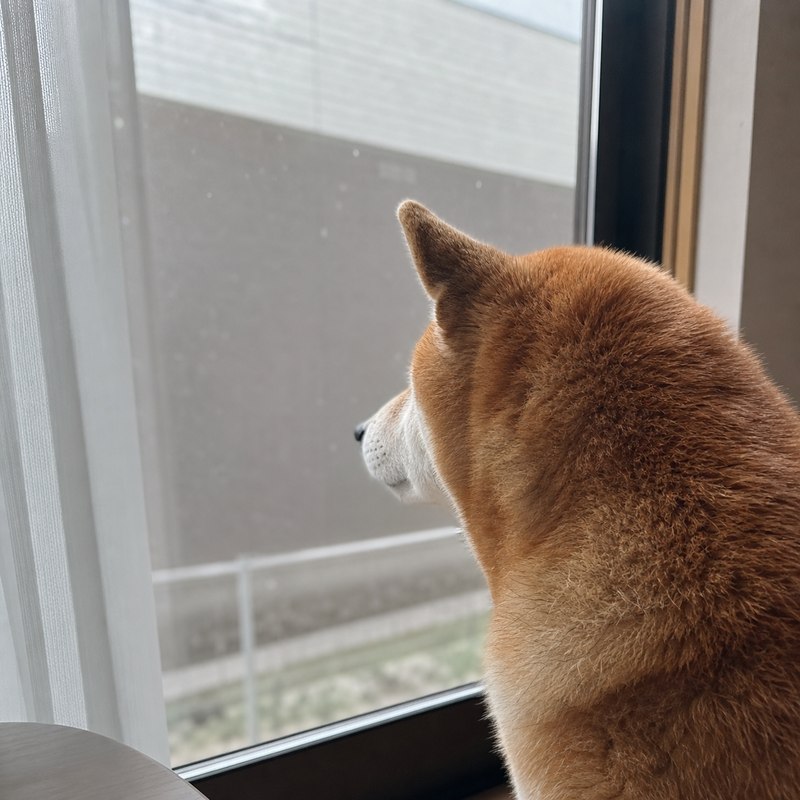 窓の外を眺めるシニアの柴犬