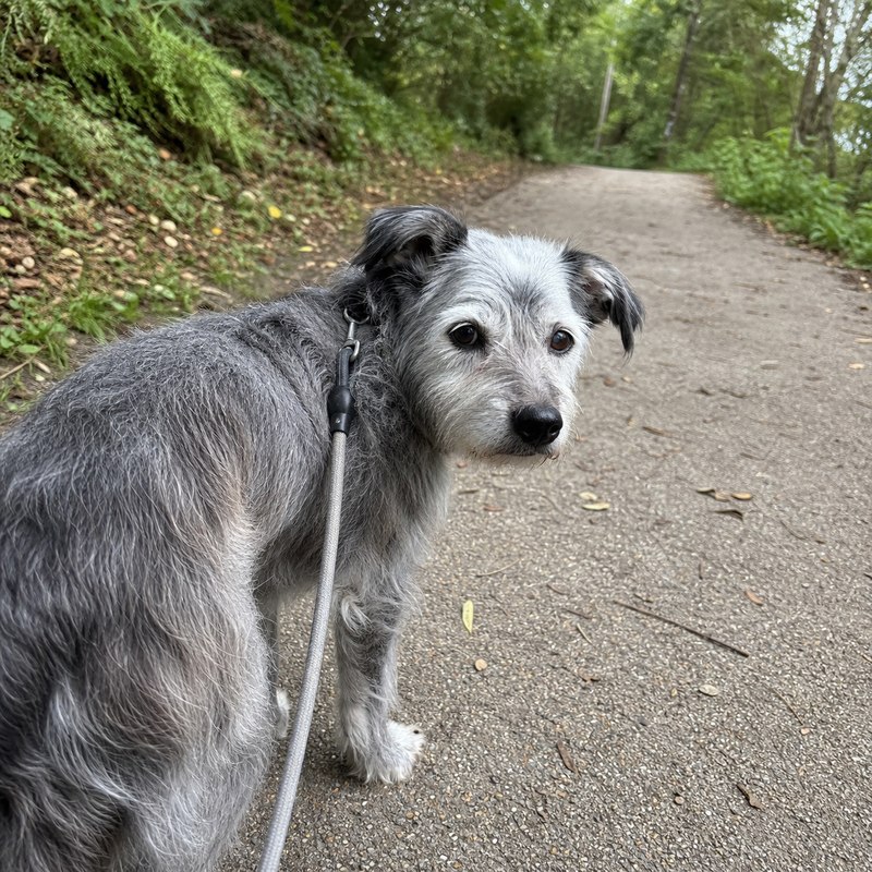 散歩の途中で振り返るシニアのミックス犬